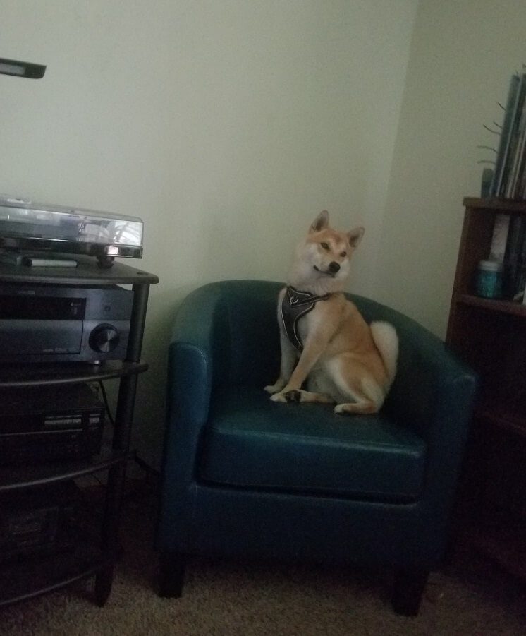 dog on chair next to audio rack